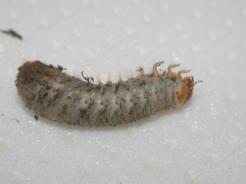 Larva di Cetonia aurata